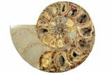 Cut Ammonite Fossil From Madagascar - Crystal Pockets! #207125-7